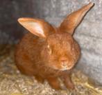 1 mooie rode nieuw zeelander ram, Mannelijk, Middelgroot, 0 tot 2 jaar