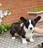 Welsh Corgi Cardigan MET STAMBOOM, Dieren en Toebehoren, België, Particulier, Rabiës (hondsdolheid), Reu