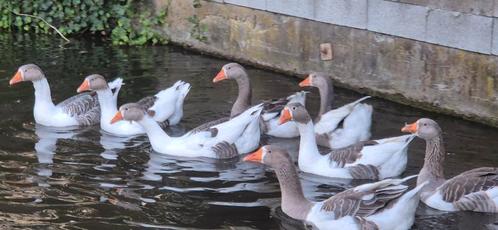 Mooie jonge Twentse landganzen te koop!, Dieren en Toebehoren, Pluimvee, Gans of Zwaan, Meerdere dieren