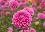 Dahlia knollen te koop, Ophalen