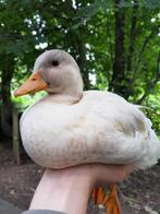Zeer tamme Hollandse kwakers (ruilen ook mogenlijk), Dieren en Toebehoren, Pluimvee, Mannelijk, Eend