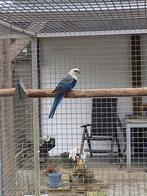 1-0 blauwe Stanley rosella, Dieren en Toebehoren, Vogels | Parkieten en Papegaaien, Meerdere dieren, Parkiet