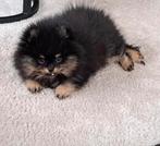 Black and tan pomeriaan/pomeranian pup reutje bearface, Reu, 8 tot 15 weken, Eén hond, Nederland