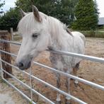 Leuke IJslander kruising merrie (11 jaar), L, 11 jaar of ouder, Recreatiepony, Merrie