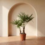 Dubbelstammige Trachycarpus Fortunei palmboom, Tuin en Terras, Minder dan 100 cm, Zomer, Palmboom, Ophalen