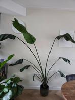 Kamerplant Strelezia Nicolai, Huis en Inrichting, Kamerplanten, Ophalen, Overige soorten