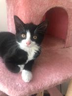 prachtige kittens, Dieren en Toebehoren, Katten en Kittens | Dekkaters, 0 tot 2 jaar