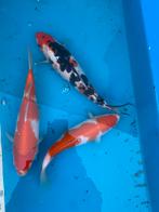 Japanse koi 30cm, Dieren en Toebehoren, Vissen | Vijvervissen, Karper of Koi