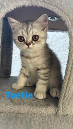Britse Korthaar Kittens, Dieren en Toebehoren, Meerdere dieren, Gechipt, 0 tot 2 jaar