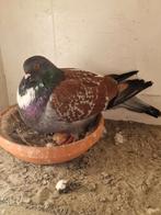 2 koppels cauchois + 4 jongen, Meerdere dieren