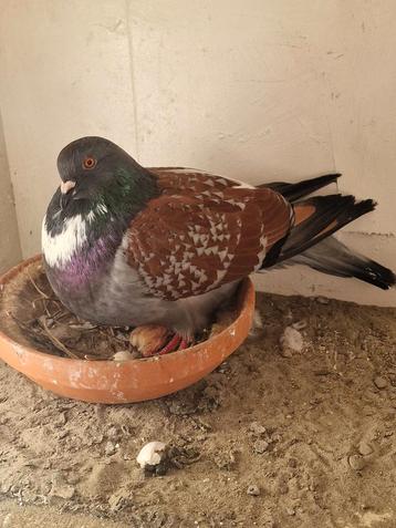 2 koppels cauchois + 4 jongen beschikbaar voor biedingen