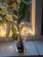 Bananenplant stekje, Ophalen of Verzenden, Halfschaduw, Minder dan 100 cm