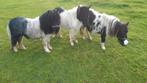 3 makke zwartbonte mini s, Dieren en Toebehoren, Paarden en Pony's | Dekhengsten en Fokmerries, Meerdere dieren