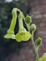zaden Nicotiana langsdorfii  Lime, Verzenden, Voorjaar, Halfschaduw, Zaad