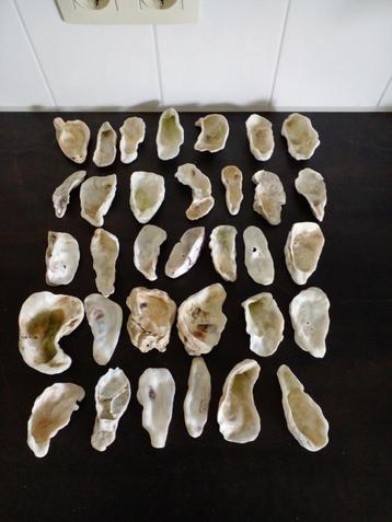 30 x mooie Oesterschelpen maat L (8 cm) gewassen/gespoeld. beschikbaar voor biedingen