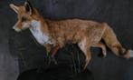 Opgezette vos NIEUW, Ophalen, Nieuw, Wild dier, Opgezet dier
