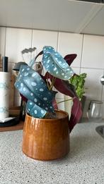 Kunstplant, Huis en Inrichting, Kamerplanten, Ophalen, Overige soorten, Minder dan 100 cm
