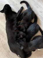 Kittens