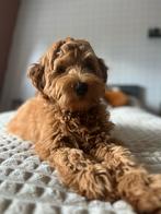 Australienlabradoodle pups, 8 tot 15 weken, Parvo, Meerdere, Meerdere dieren