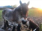 Belgisch trekpaard, Dieren en Toebehoren, Paarden en Pony's | Dekhengsten en Fokmerries, Merrie