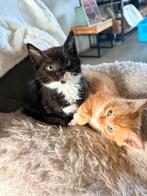 De laatste Kitten, mannetje, mag direct opgehaald worden, Meerdere dieren