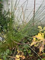 Buitenplant, Tuin en Terras, Planten | Tuinplanten, Ophalen, Vaste plant, Siergrassen, Halfschaduw