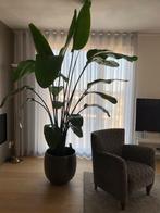 kamerplanten, Huis en Inrichting, Kamerplanten, Ophalen, 200 cm of meer, Overige soorten, Halfschaduw