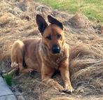 Lieve Waakhond op zoek met SPOED naar een nieuw huisje!, Dieren en Toebehoren, 6 jaar of ouder, Teef, Groot, Eén hond