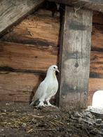 3 jonge Takla duiven te koop, vliegen bijna uit, Dieren en Toebehoren, Meerdere dieren
