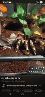 Vogelspin plus evt verblijf tegen meerprijs., Dieren en Toebehoren, Spin of Schorpioen