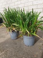 Liriope muscari Royal Purple, Tuin en Terras, Planten | Tuinplanten, Overige soorten, Vaste plant, Ophalen of Verzenden, Halfschaduw