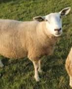Texelaar swifter fokschapen, Dieren en Toebehoren, Mannelijk, Schaap