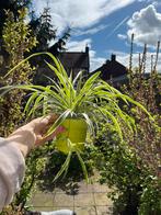 Spider Plant - Indoors, Ophalen of Verzenden