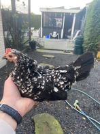 Serama hen, Dieren en Toebehoren, Pluimvee, Vrouwelijk, Kip