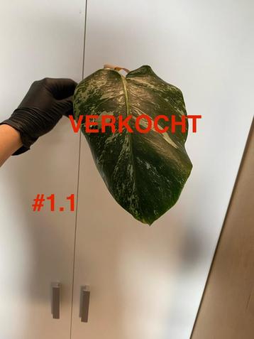 Monstera Deliciosa Variegata 8 stekken beschikbaar voor biedingen