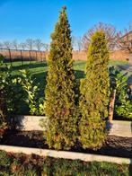 Coniferen, Tuin en Terras, Planten | Bomen, Ophalen, Bloeit niet, Halfschaduw, Overige soorten