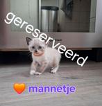 Siamees/snowbengaal kittens, Dieren en Toebehoren, Katten en Kittens | Raskatten | Korthaar, Geslacht onbekend, Ontwormd, 0 tot 2 jaar