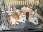 Knuffelige kittens katers, Dieren en Toebehoren, Katten en Kittens | Overige Katten, Kater