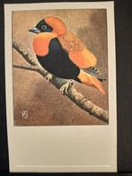 Oranjewever  ansichtkaart P Sluis getekend Rein Stuurman, Verzenden