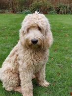 Australian Labradoodle reutje groot medium, Dieren en Toebehoren, Honden | Retrievers, Spaniëls en Waterhonden, Nederland, 15 weken tot 1 jaar