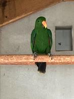 Te koop edel papegaai man, Dieren en Toebehoren, Mannelijk, Papegaai