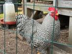 Broedeieren amrock groot 0.80 per stuk, Dieren en Toebehoren, Geslacht onbekend, Kip