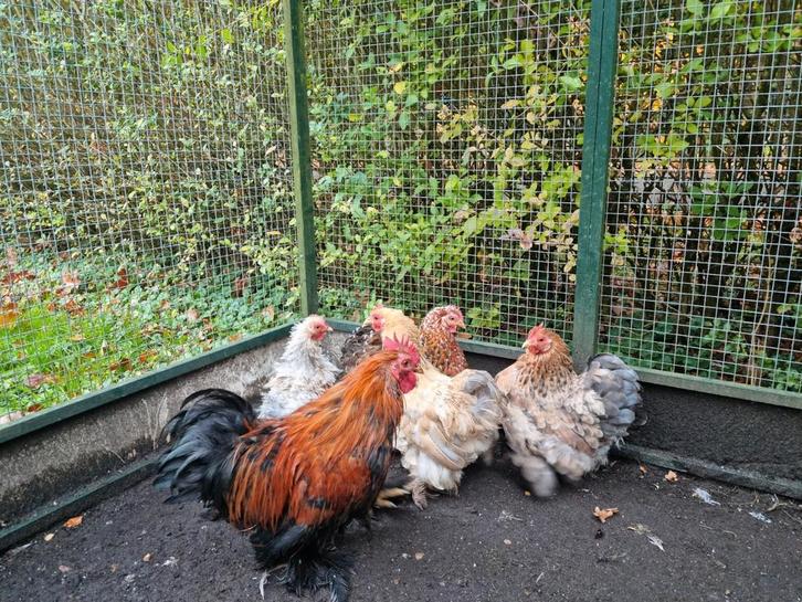 4 Fantastische Cochin kriel hennencochins krulveer porselein, Dieren en Toebehoren, Pluimvee, Kip, Vrouwelijk