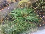 Grote iris plant, Tuin en Terras, Planten | Tuinplanten, Ophalen of Verzenden, Overige soorten, Volle zon