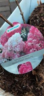 2 mooie Hortensia.s, Ophalen