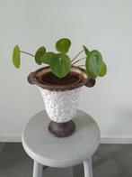 Sierlijke bloempot met pannenkoek plant., Ophalen, Halfschaduw, Minder dan 100 cm