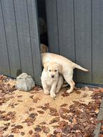 ️mooie labrador retiever puppy’s, Dieren en Toebehoren, Parvo, 15 weken tot 1 jaar, Labrador retriever, Meerdere
