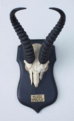 Schedel SPRINGBOK op zwart houten schild (ref. K), Ophalen of Verzenden, Gebruikt, Wild dier, Schedel