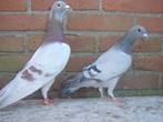Kleur..duiven '', Dieren en Toebehoren, Vogels | Duiven, Postduif