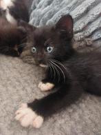 Kitten kater, Dieren en Toebehoren, Katten en Kittens | Raskatten | Korthaar, Kater, Ontwormd, 0 tot 2 jaar